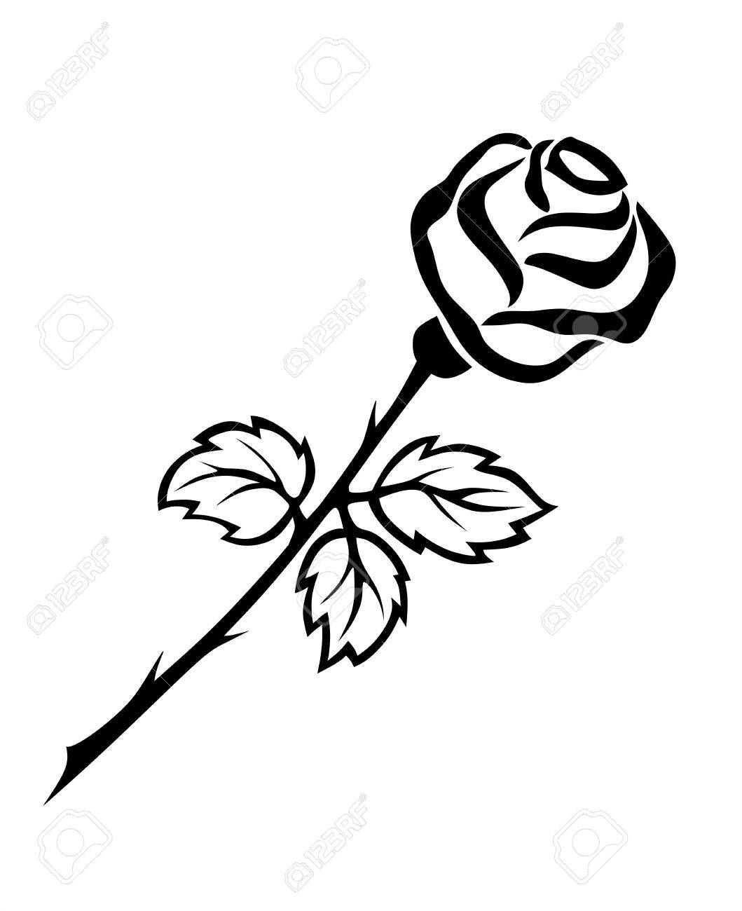 Illustration Of Black And White Rose With Thorns Stock Photo Picture And Royalty Free Image Image 22965845 So whether you're a beginner or an expert looking for tips on drawing one of earth's most beautiful flowers, the following instructions make it simple and easy. https www 123rf com photo 22965845 illustration of black and white rose with thorns html