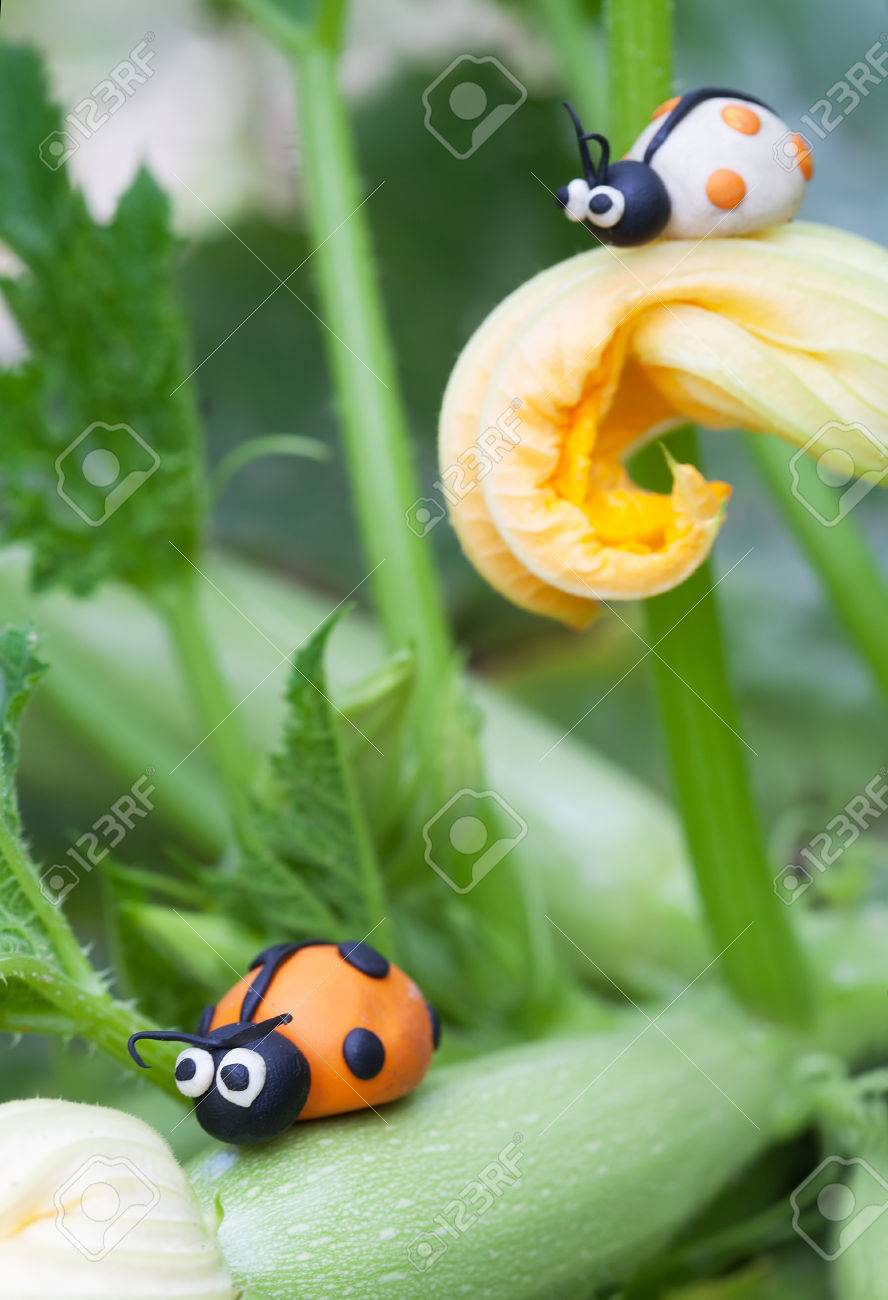 粘土の世界で 小さな自家製白とオレンジ色のてんとう虫を選択開花ズッキーニの上に座って最初のてんとう虫に焦点を当てる の写真素材 画像素材 Image 粘土の世界で 小さな自家製白とオレンジ色のてんとう虫を選択開花ズッキーニの上に座って最初のてんとう虫に焦点を当てる の写真素材 画像素材 Image