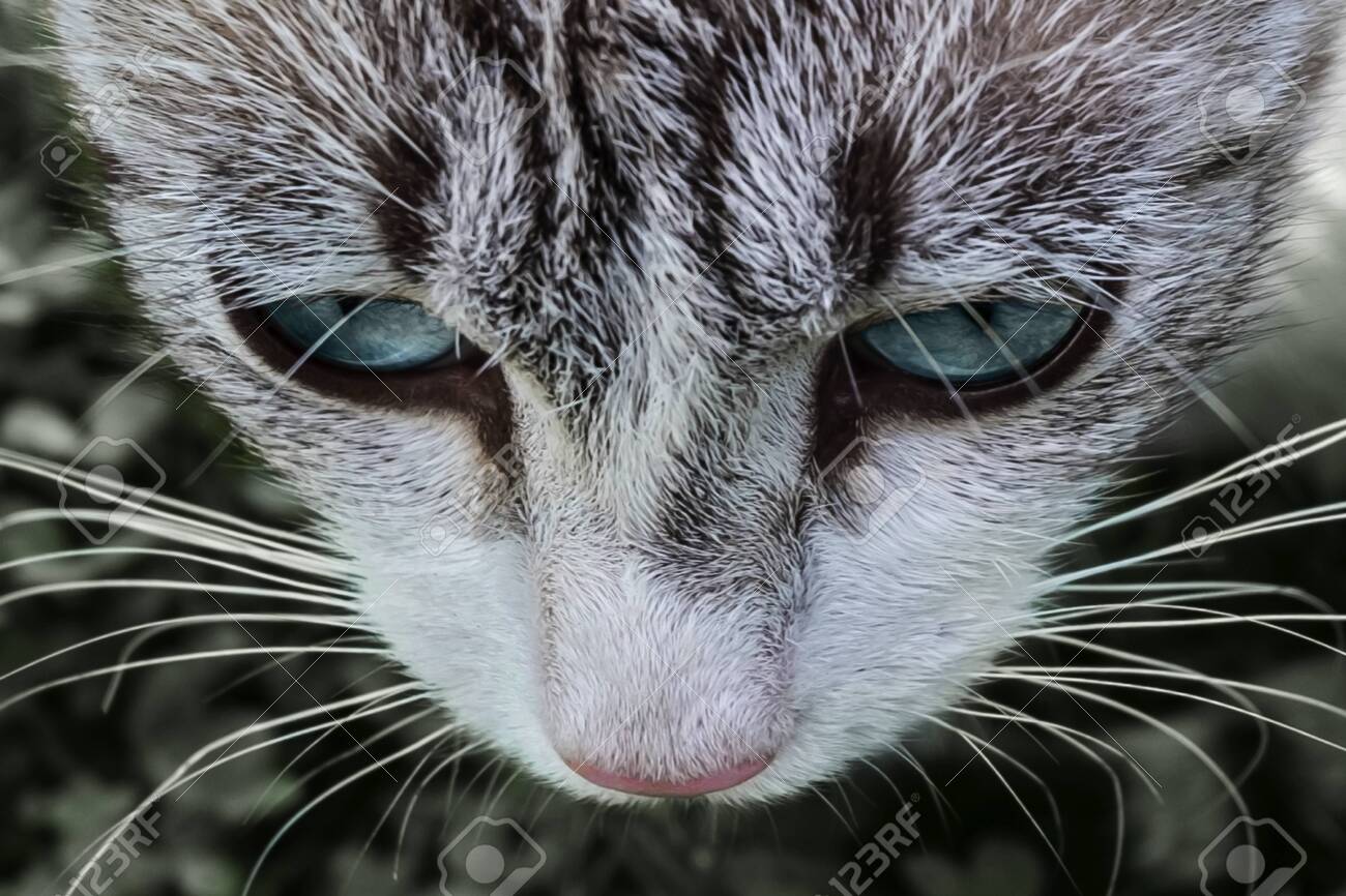 Sad Fluffy Cat Close Up Lost Domestic Animal With Blue Eyes