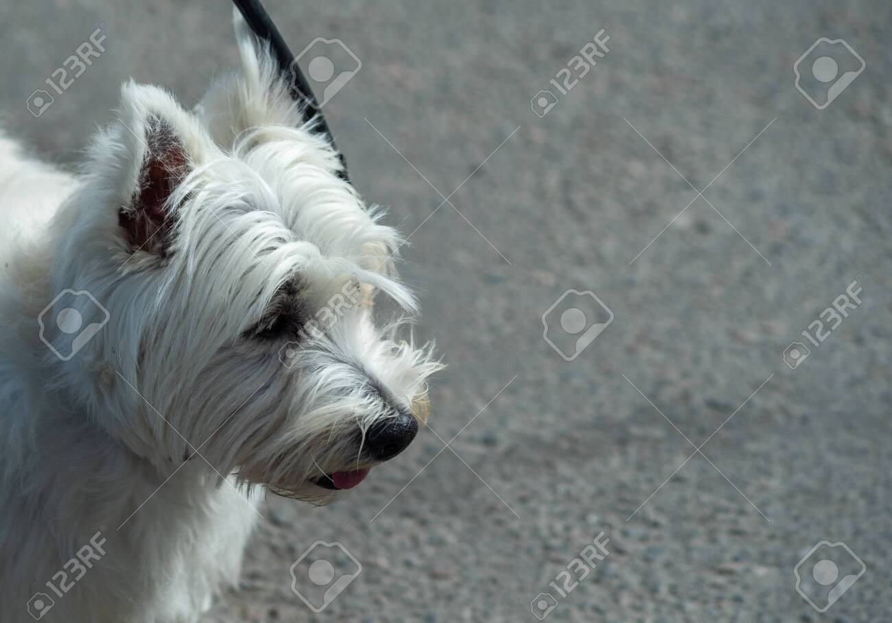west highland white terrier