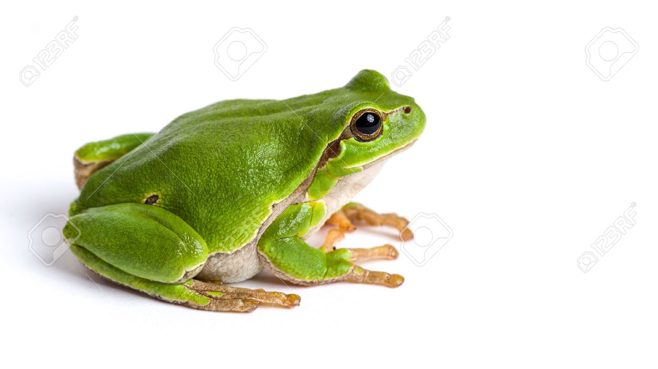 european green tree frog
