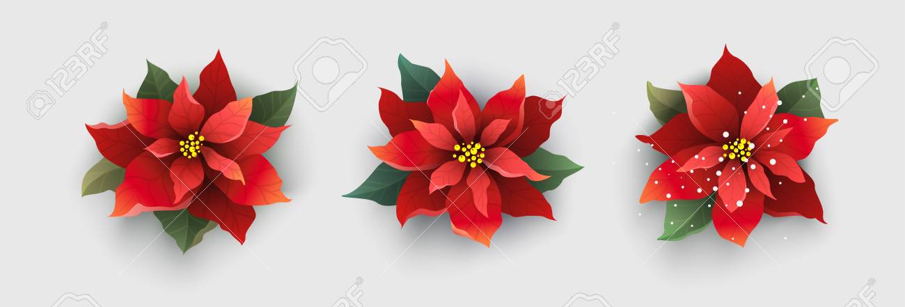 赤いクリスマス ポインセチア花に分離ホワイト のイラスト素材 ベクタ Image