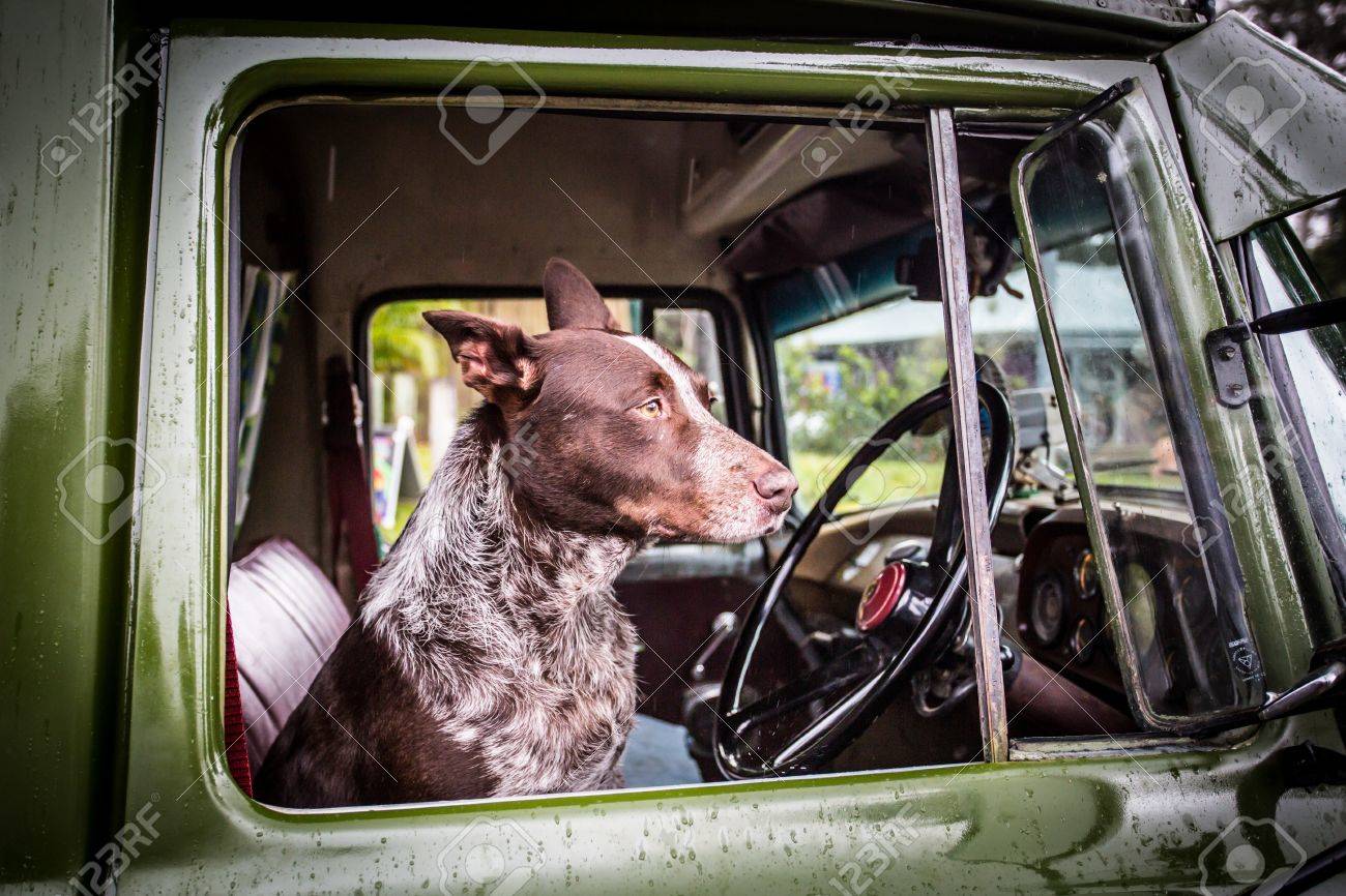 キュランダ クイーンズランド州 オーストラリアの古い古典的な車の運転席で発見オーストラリアン ケルピー犬 の写真素材 画像素材 Image 6302