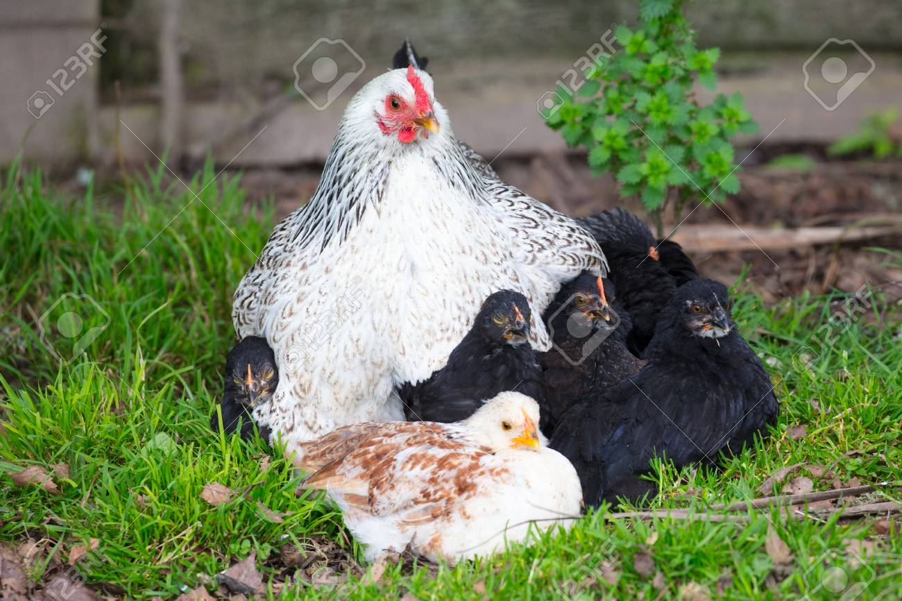 A Brood Of Chickens Stock Photo Picture And Royalty Free Image Image 89052253