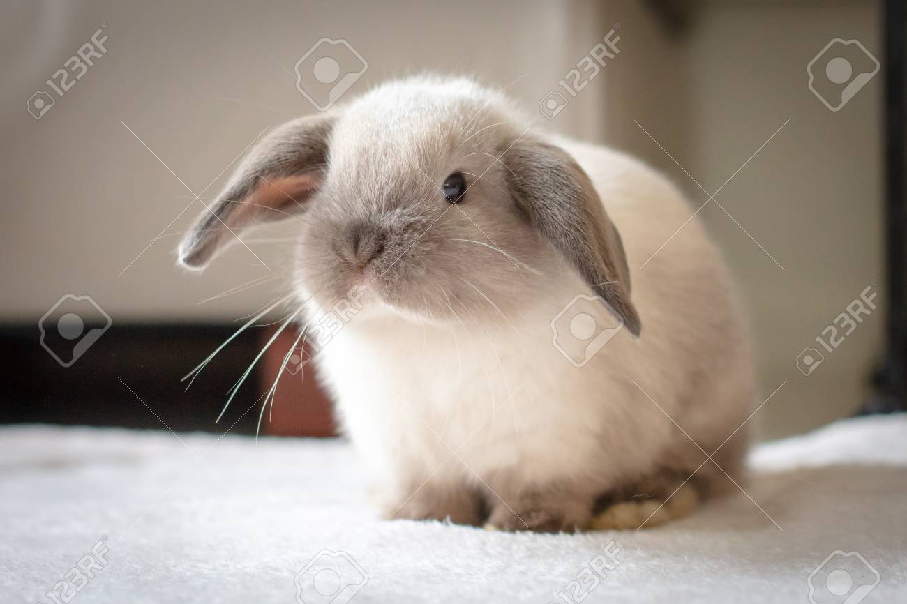 mini lop