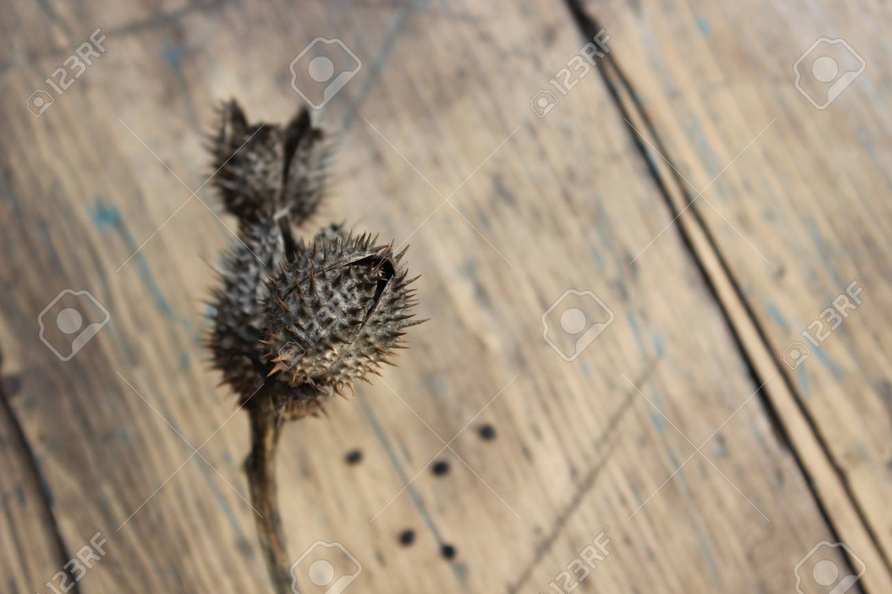 木の板の背景に花チョウセンアサガオの種を乾燥します の写真素材 画像素材 Image
