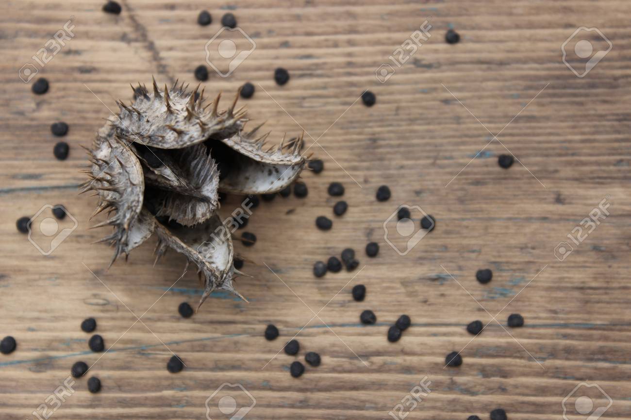 木の板の背景に花チョウセンアサガオの種を乾燥します の写真素材 画像素材 Image
