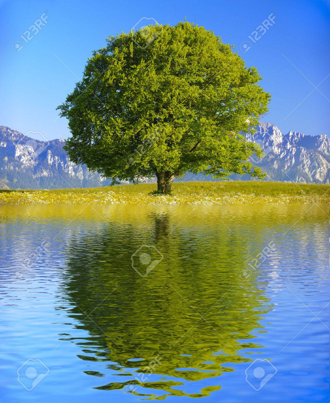 single big old tree mirroring on water surface - 36471071 single big old tree mirroring on water surface - 36471071