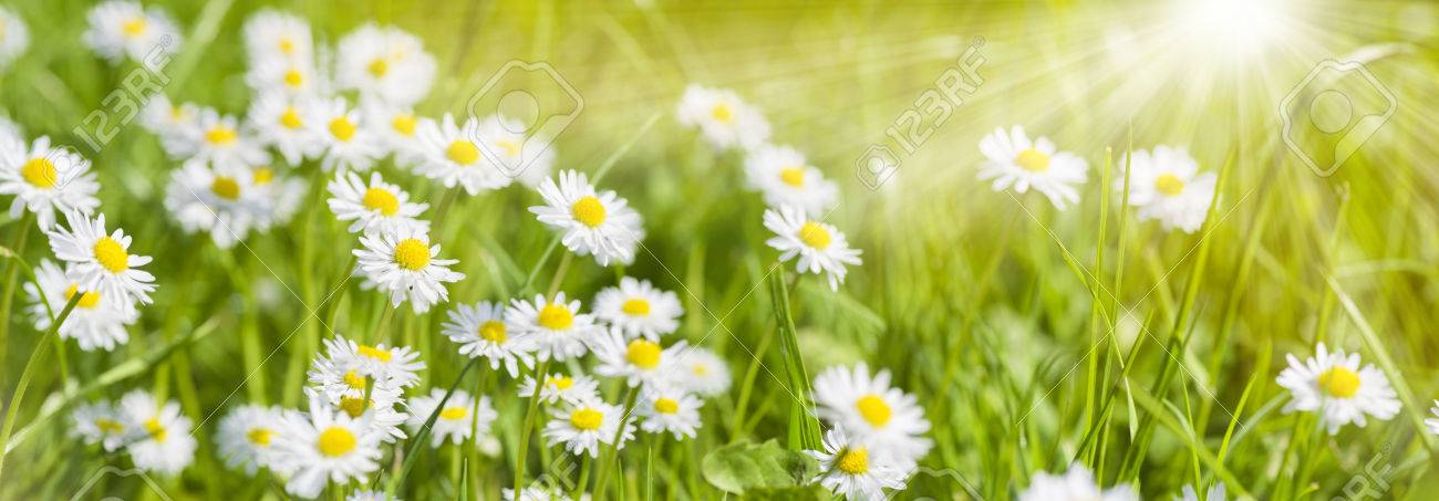 spring meadow with beautiful flowers and sun rays in background - 73496071 spring meadow with beautiful flowers and sun rays in background - 73496071