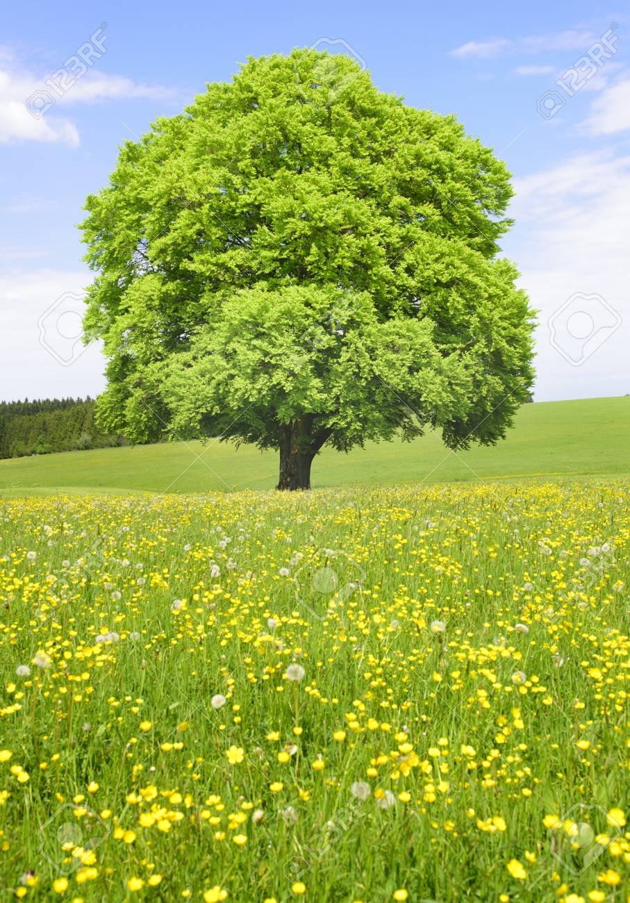 single big old beech