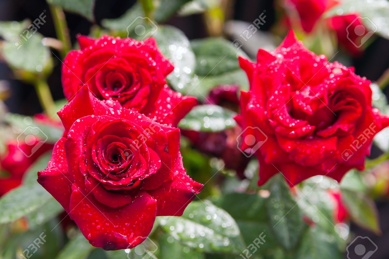Bunch Of Beautiful Red Roses In Garden After Rain Natural Stock