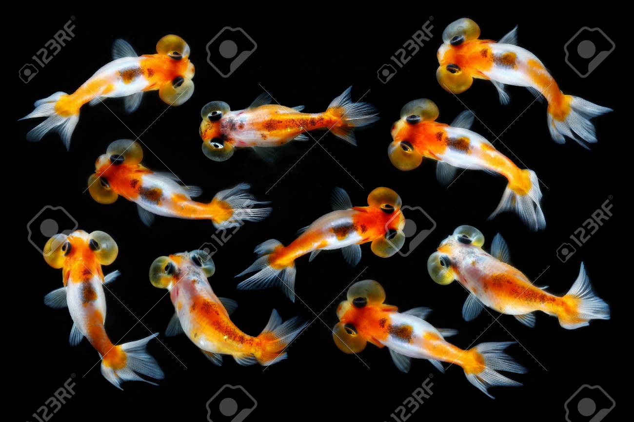 トップ ビュー黒地に金魚を泡します かわいい魚の水槽 背景の多重露出画像 の写真素材 画像素材 Image