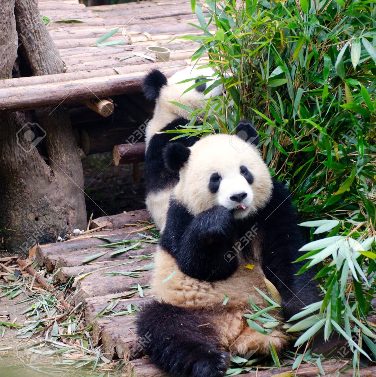 etiam-dictum-ipsum-a-felis