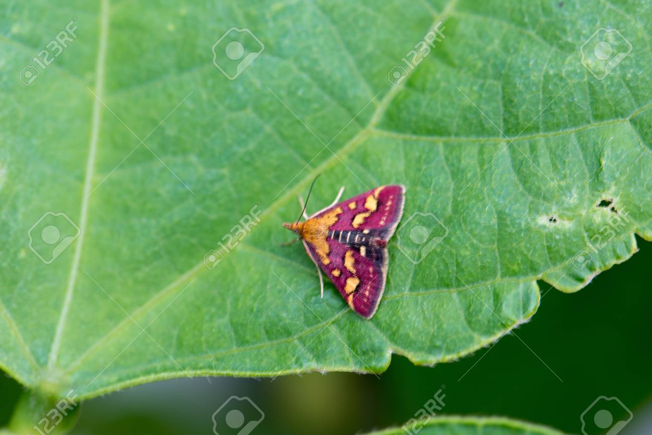 etiam-dictum-ipsum-a-felis