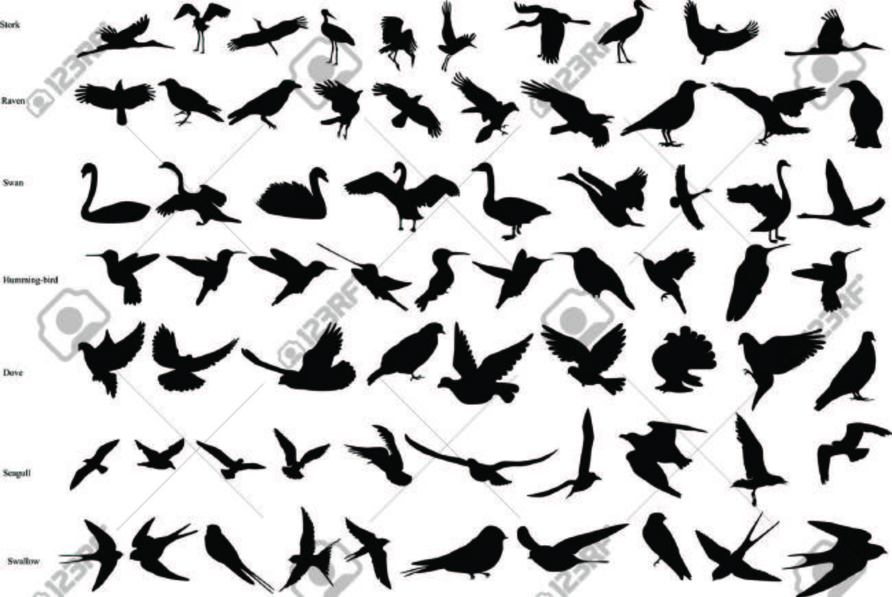 コウノトリ カラス ハト ハチドリ ツバメ 白鳥 カモメのベクトル シルエットのイラスト素材 ベクタ Image