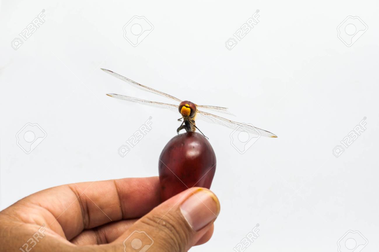 etiam-dictum-ipsum-a-felis