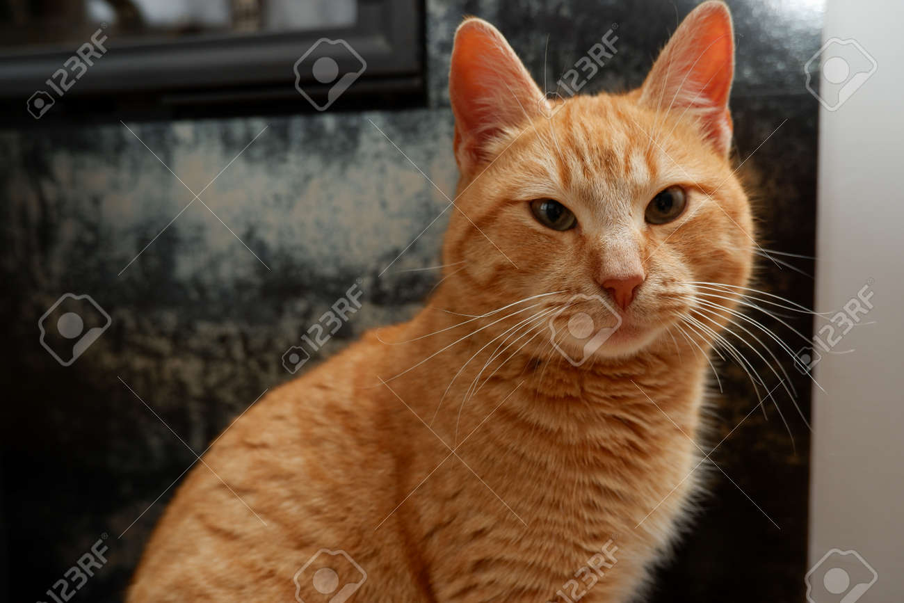 etiam-dictum-ipsum-a-felis