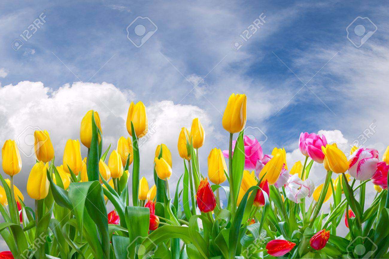 Spring Landscape With Tulip Flowers And Beautiful Clouds In The Sky Stock Photo Picture And Royalty Free Image Image