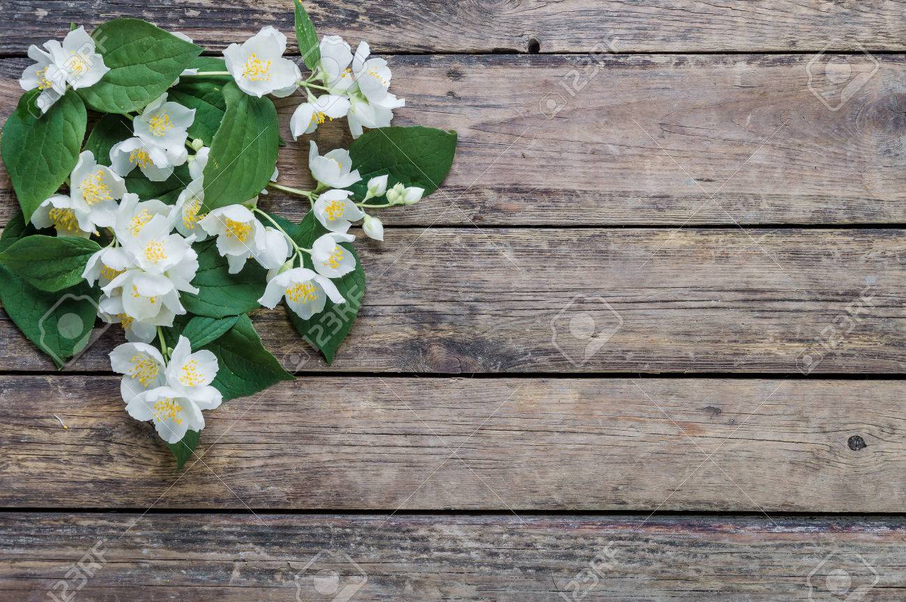 White Jasmine Flowers On Rustic Background Stock Photo White Jasmine Flowers On Rustic Background Stock Photo