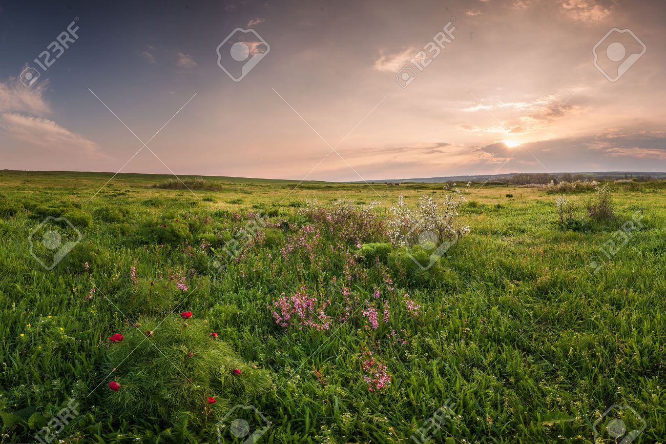 夕日に花をつける春の牧草地 の写真素材 画像素材 Image