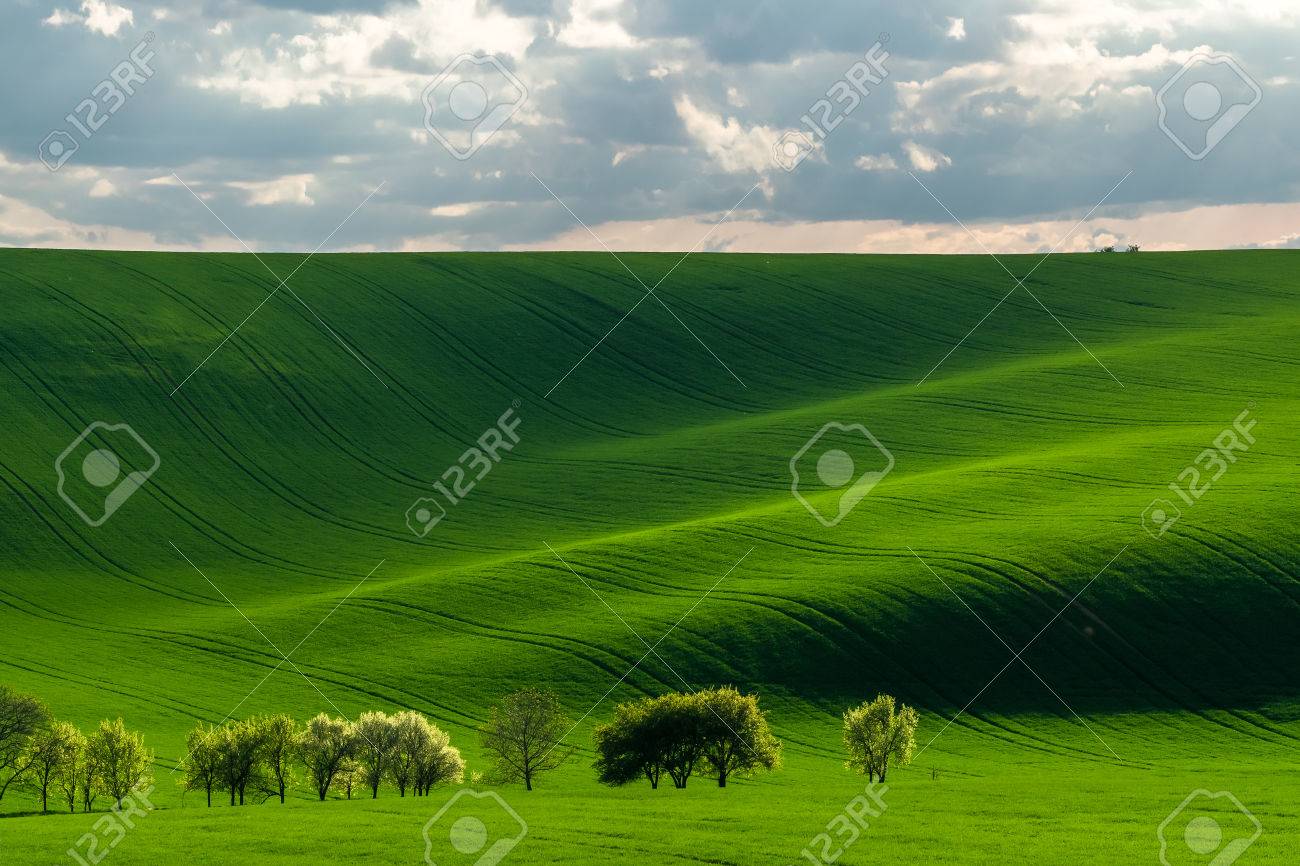 Green hills in the rays of evening sun, agricultural landscape - 43418116 Green hills in the rays of evening sun, agricultural landscape - 43418116