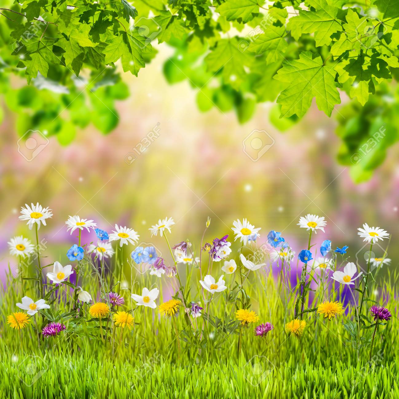 木の野生の花と春の花草原 の写真素材 画像素材 Image