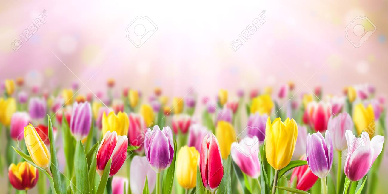 Tulip Flowers Meadow, Selective Focus. Spring Nature Background For Web  Banner And Card Design Stock Photo, Picture and Royalty Free Image. Image  96249796., image size:1300x650