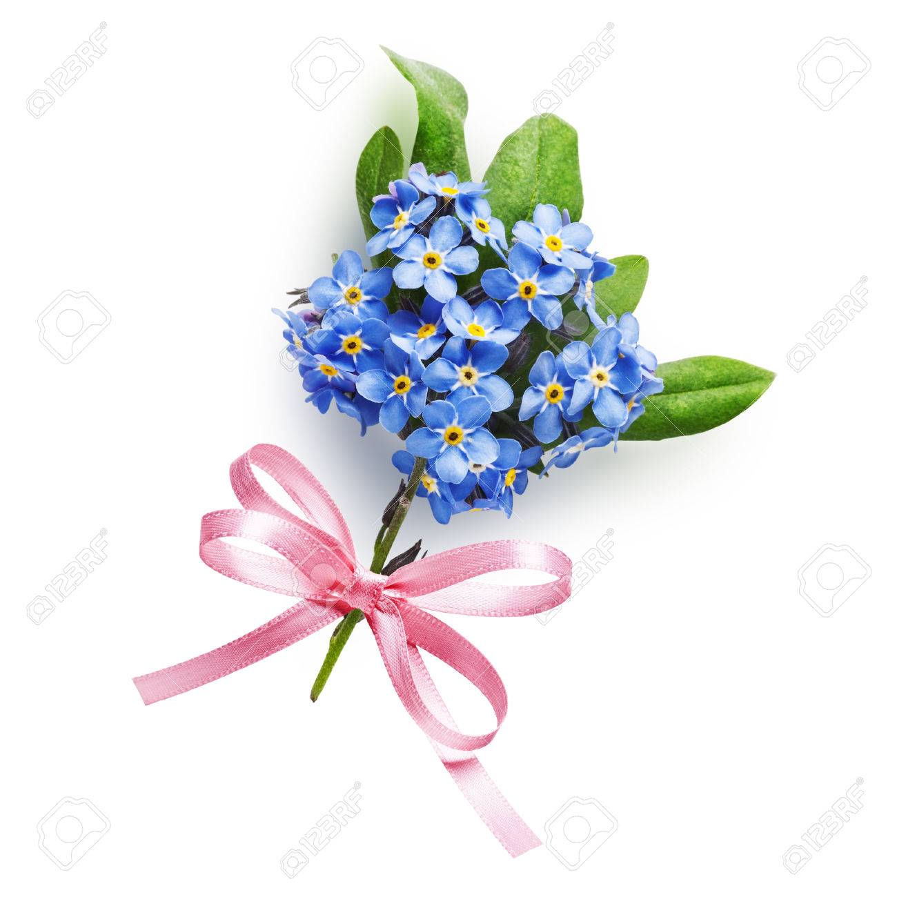 Bouquet De Petit Bleu Myosotis Fleurs Avec Ruban Arc Rose Isolé Sur Fond Blanc