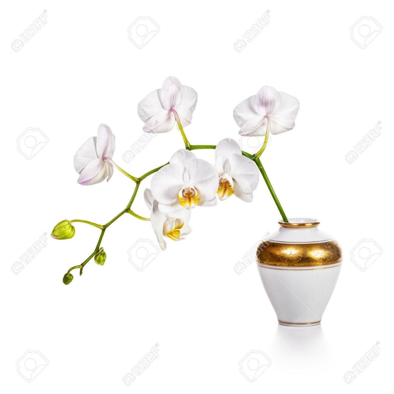 White Orchid Flowers In Retro Vase Isolated On White Background