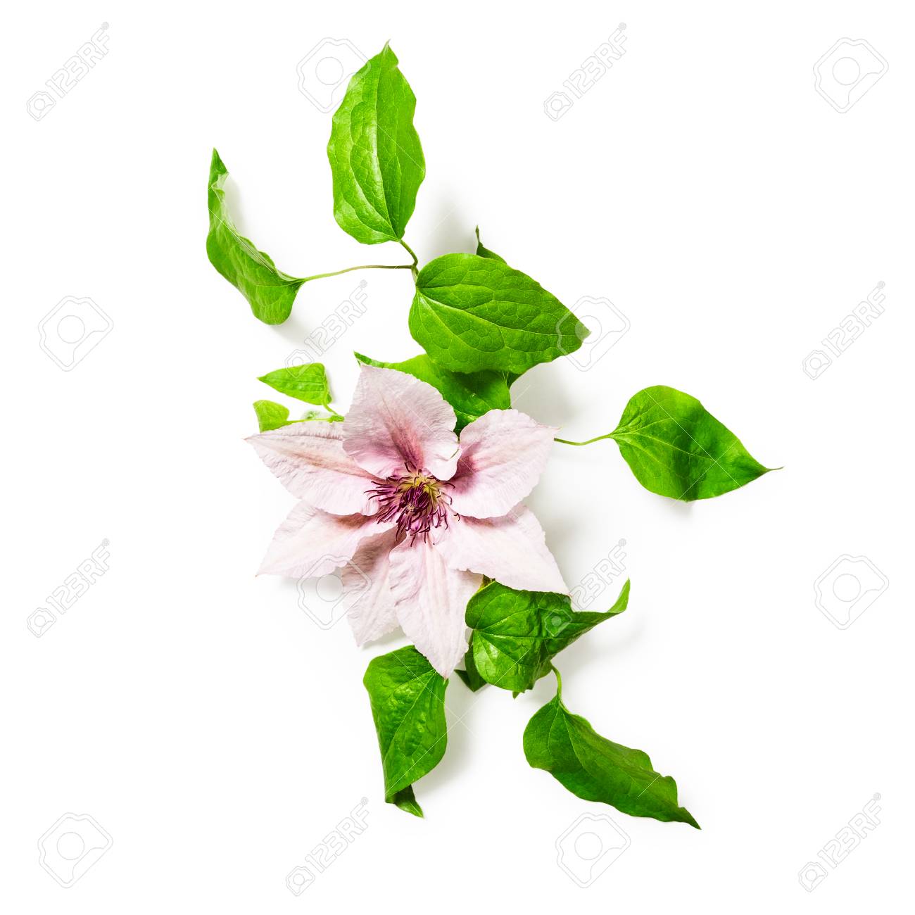 クレマチスの花と葉の含まれている白い背景クリッピング パスに分離します フラワーアレンジメント 花柄のデザイン 平面図 平面レイアウト の写真素材 画像素材 Image