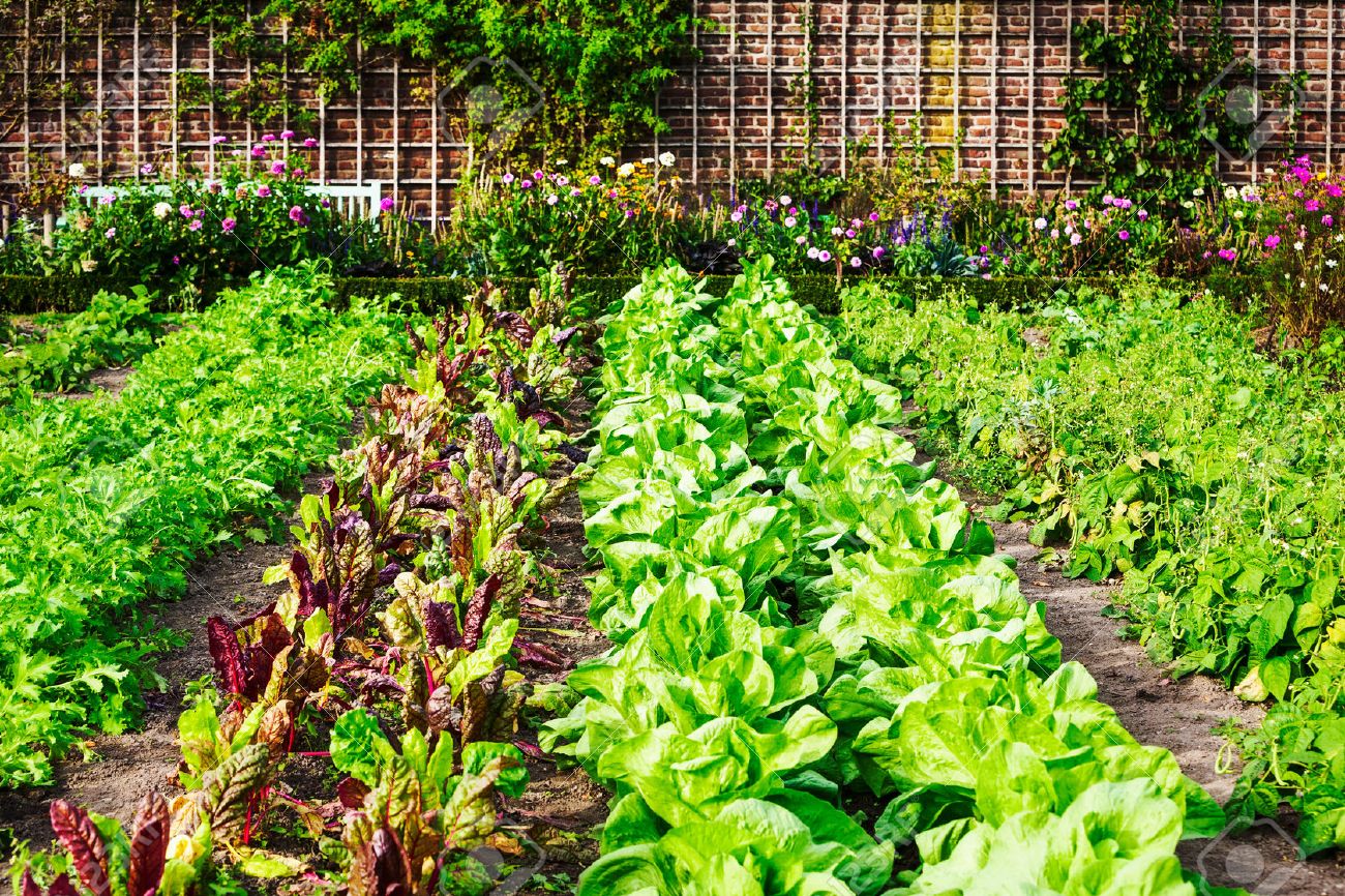 Vegetable garden in late summer. Herbs, flowers and vegetables in backyard formal garden. Eco friendly gardening - 71608752 Vegetable garden in late summer. Herbs, flowers and vegetables in backyard formal garden. Eco friendly gardening - 71608752