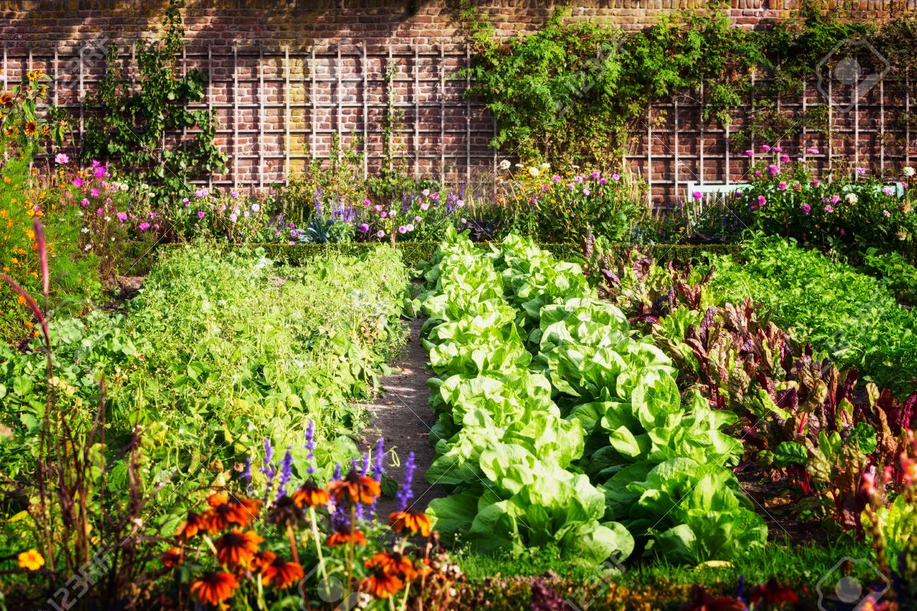 Vegetable Garden In Late Summer. Herbs, Flowers And Vegetables In Backyard Formal Garden. Eco Friendly Gardening Stock Photo, Picture And Royalty Free Image. Image 107672620.