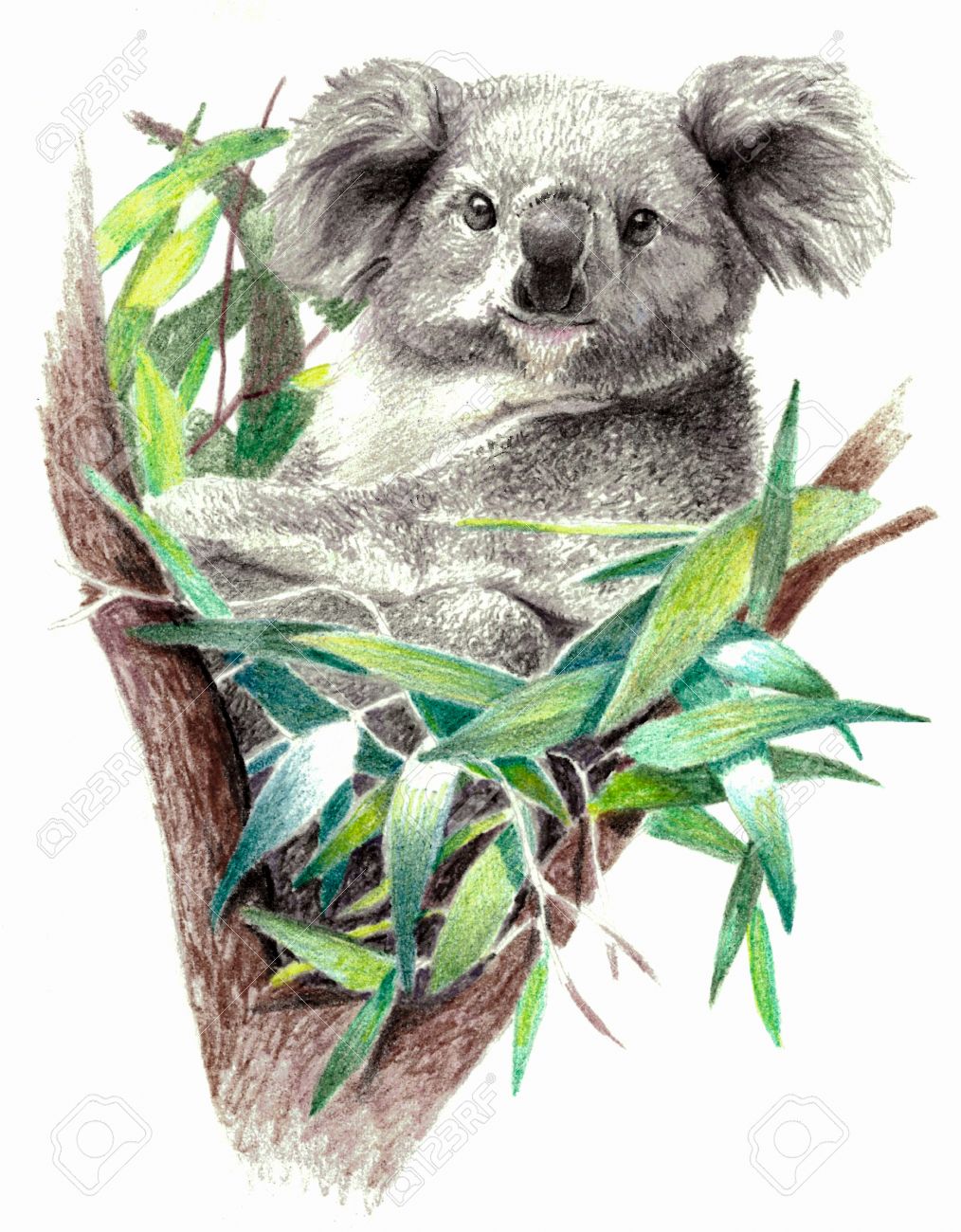 Color Sketch Koala Bear On The Tree On White Background Detailed Pencil Drawing Stock Photo Picture And Royalty Free Image Image