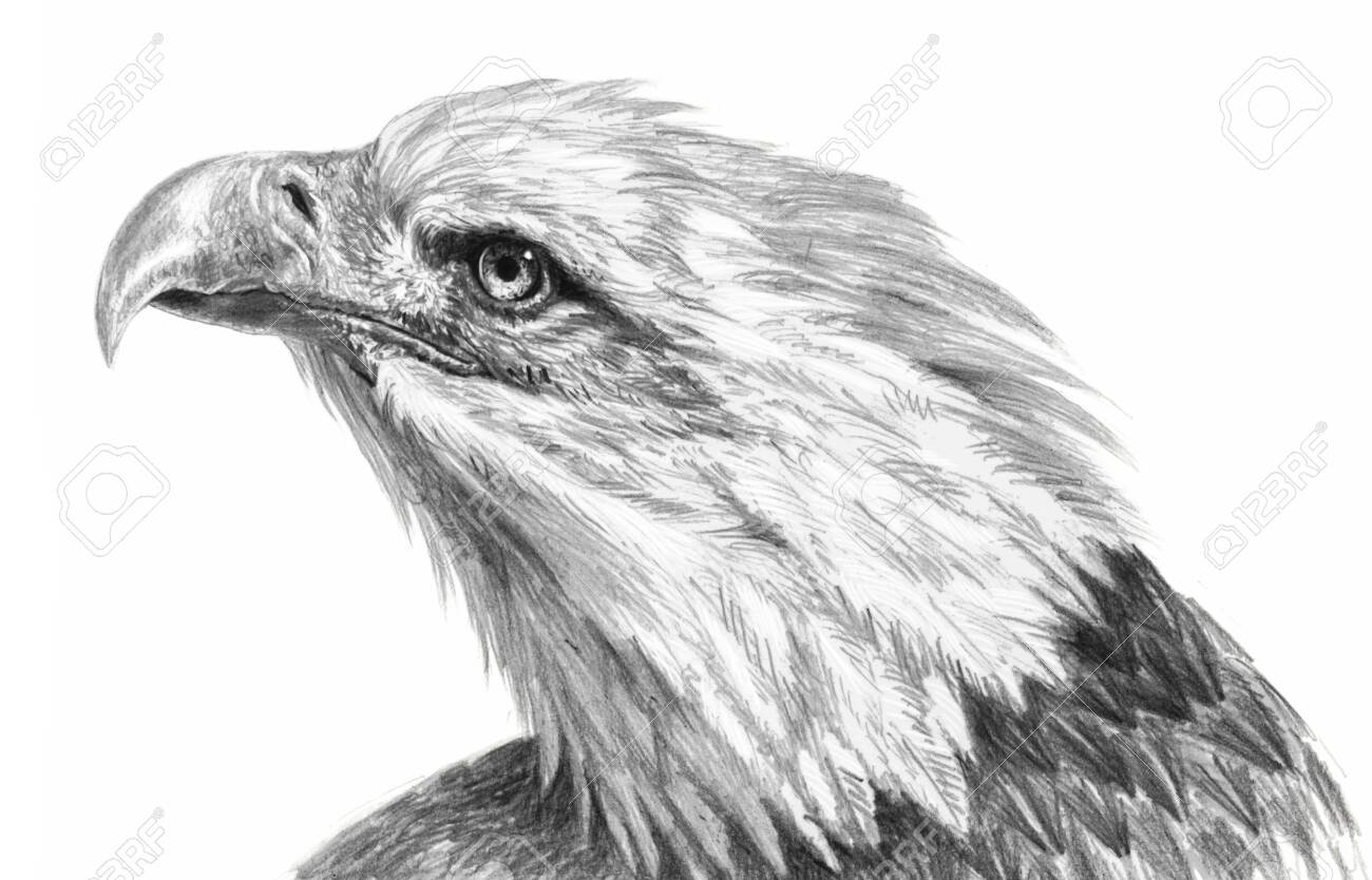 pics Sketch Realistic Eagle Head Drawing realistic freehand drawing eagle head isolated on a white background monochrome illustration