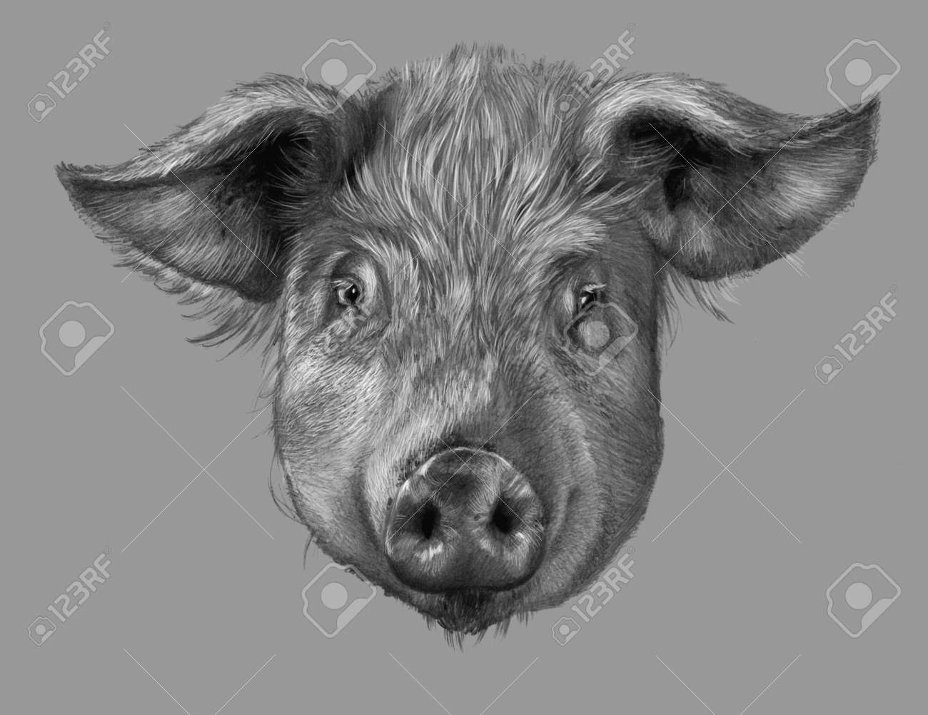 come disegnare una faccia di maiale realistica