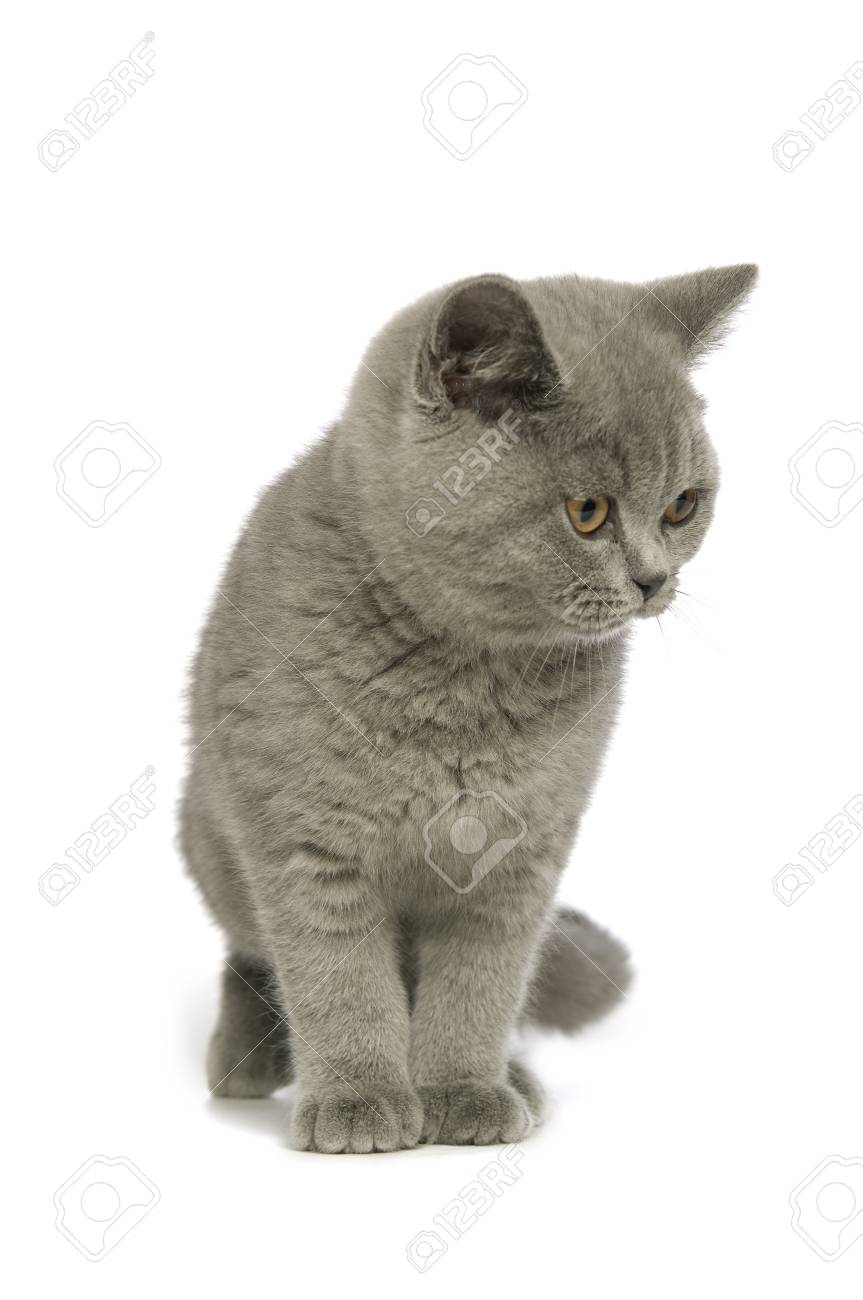 British Short Haired Grey Cat Isolated On A White Background Stock