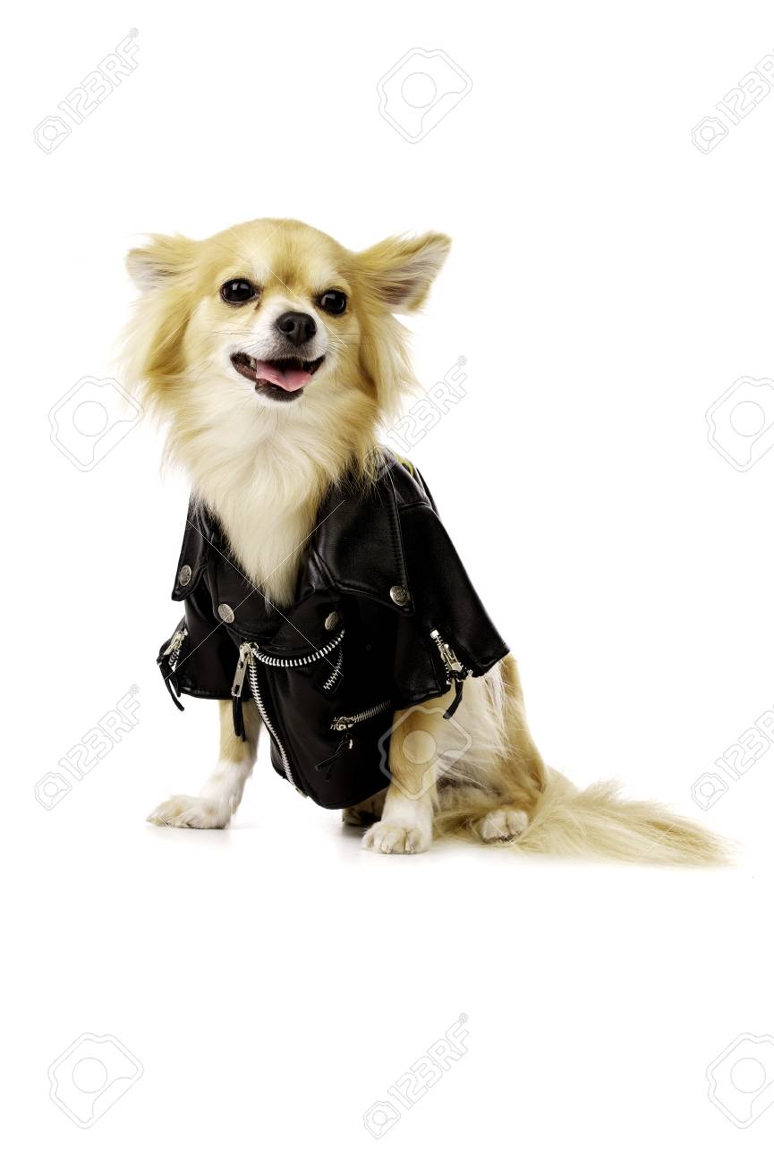 jacket for chihuahua