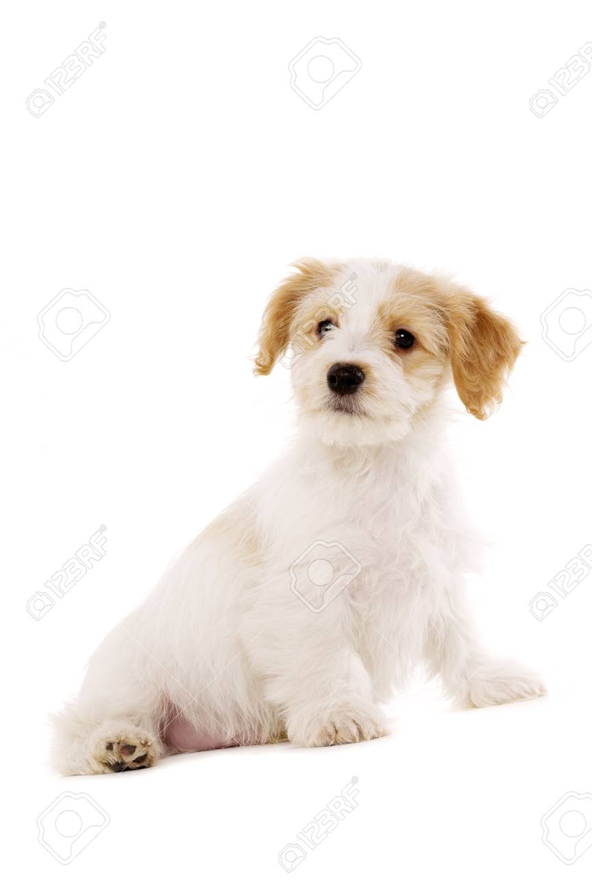 Playful Bichon Frise Chiot Croise Sam Isole Sur Un Fond Blanc Banque D Images Et Photos Libres De Droits Image Playful Bichon Frise Chiot Croise Sam Isole Sur Un Fond Blanc Banque D Images Et Photos Libres De Droits Image