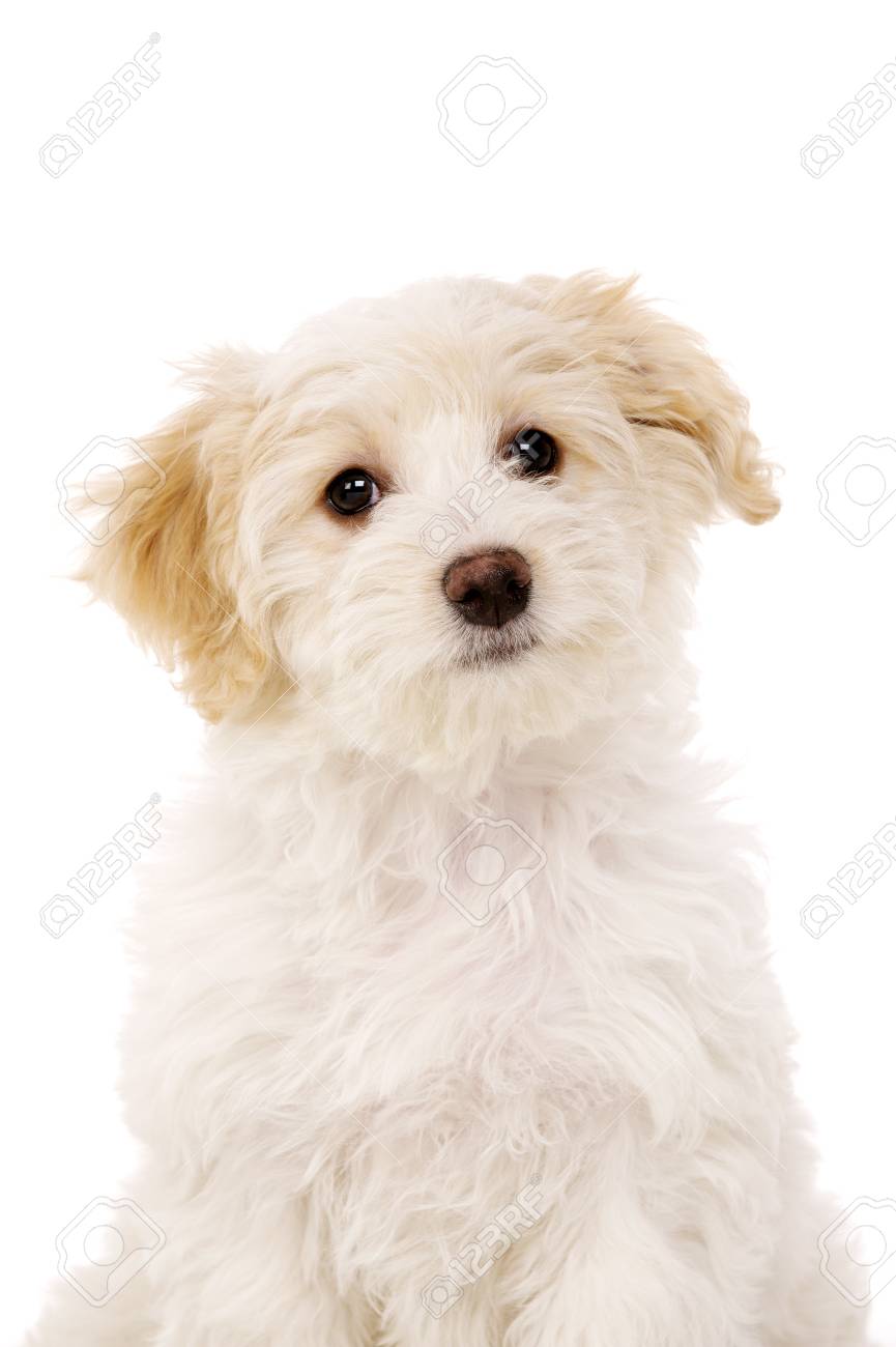 dog cake mix near me