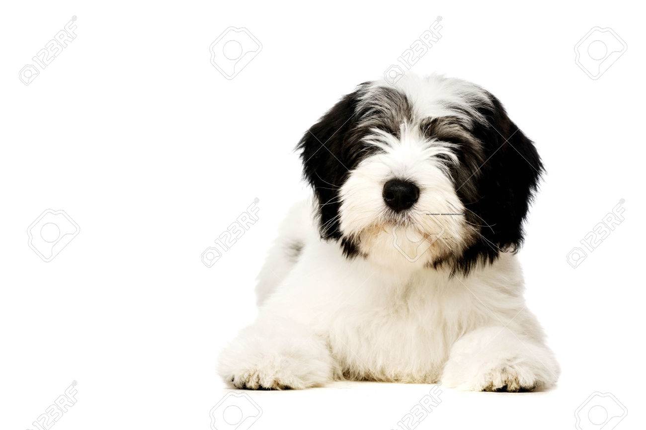 Polish Lowland Sheepdog Puppy Laid Isolated On A White Background Stock Photo Picture And Royalty Free Image Image 27359896