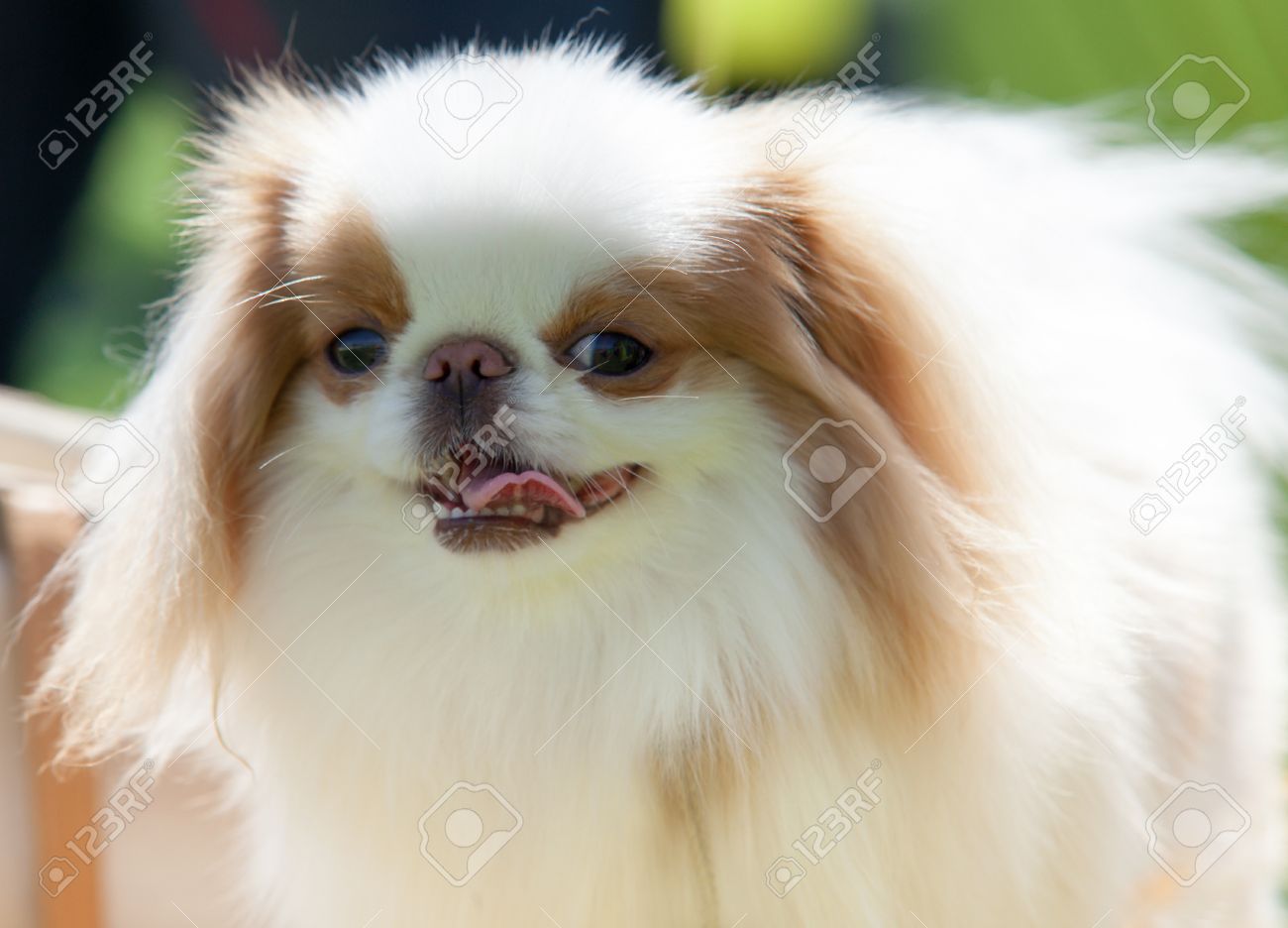 Immagini Stock Il Pechinese Noto Anche Come Il Leone Cane