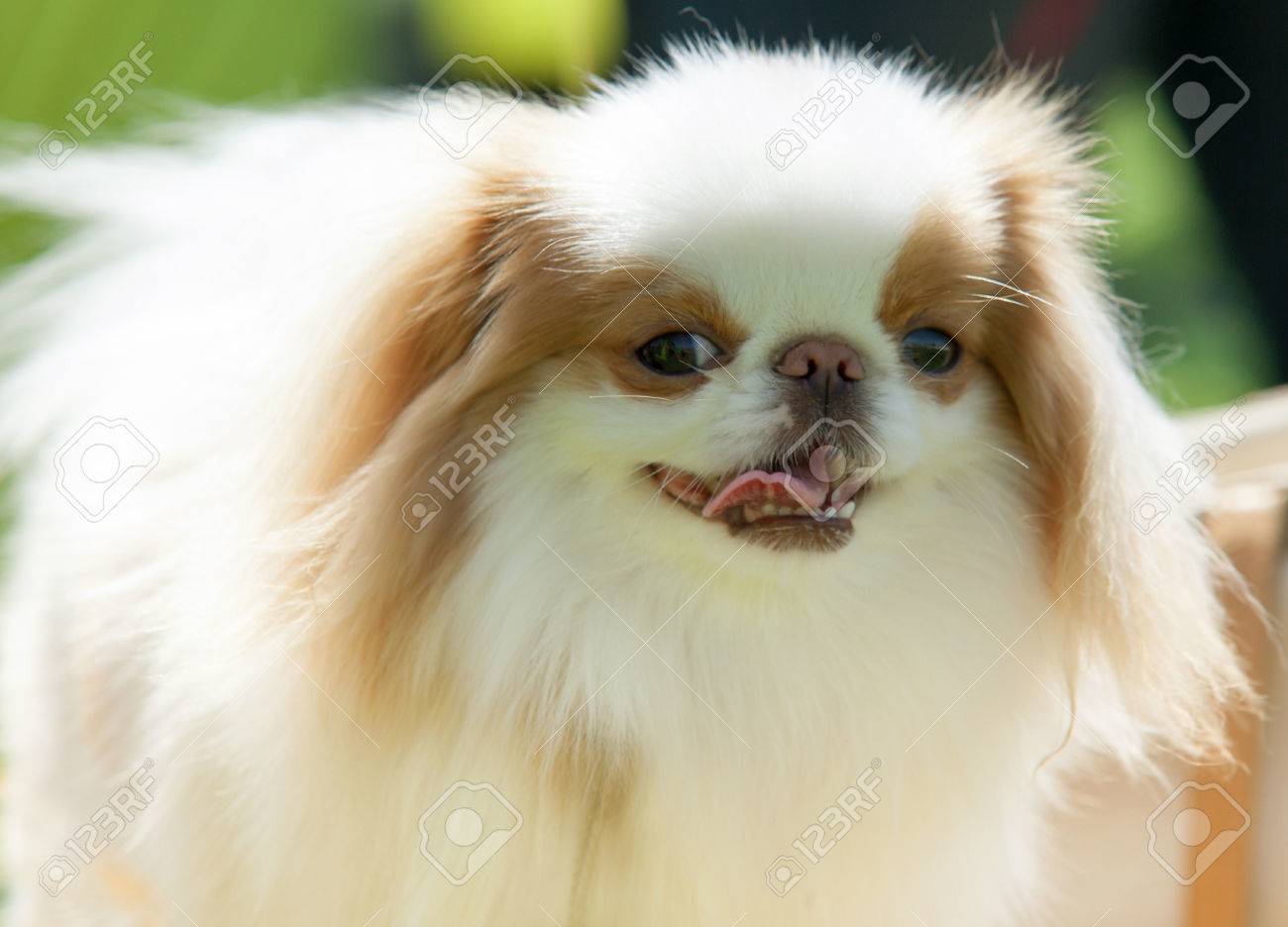 Immagini Stock Il Pechinese Noto Anche Come Il Leone Cane
