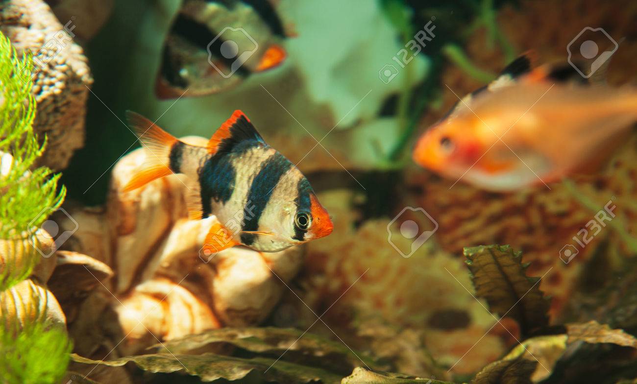 tiger tetra fish