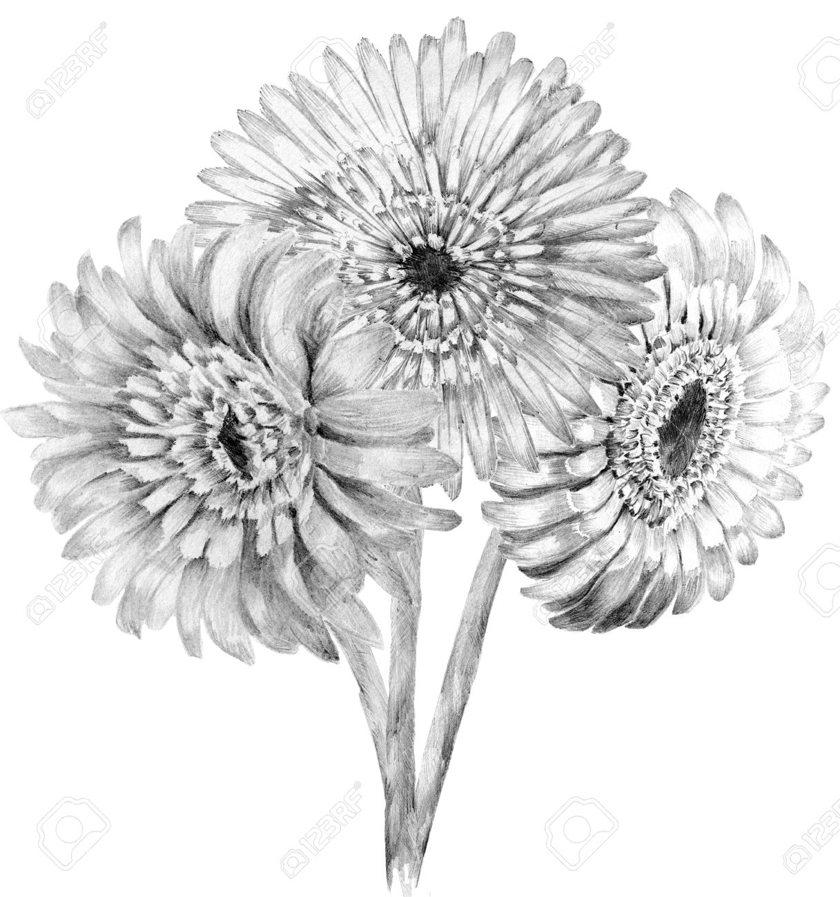 花スケッチ花束手に描画します。ガーベラ イラストの詳細の写真