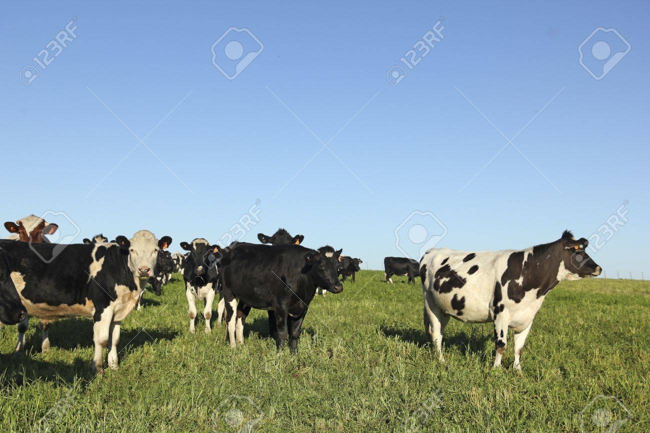 cattle industry