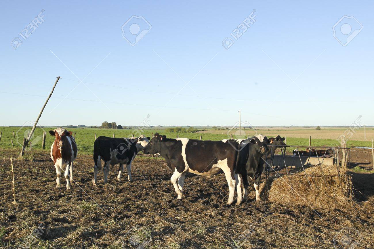 cattle industry