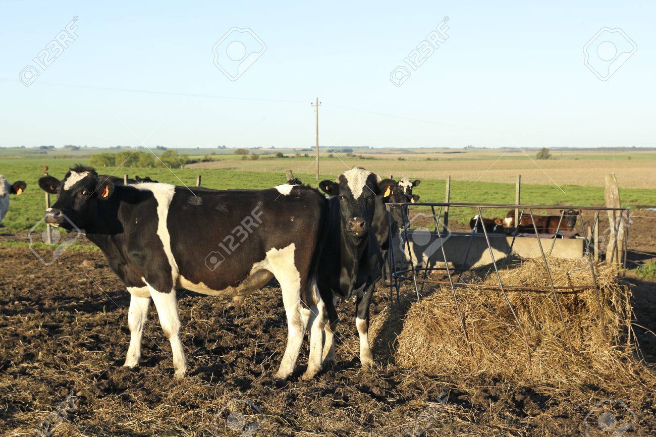 cattle industry