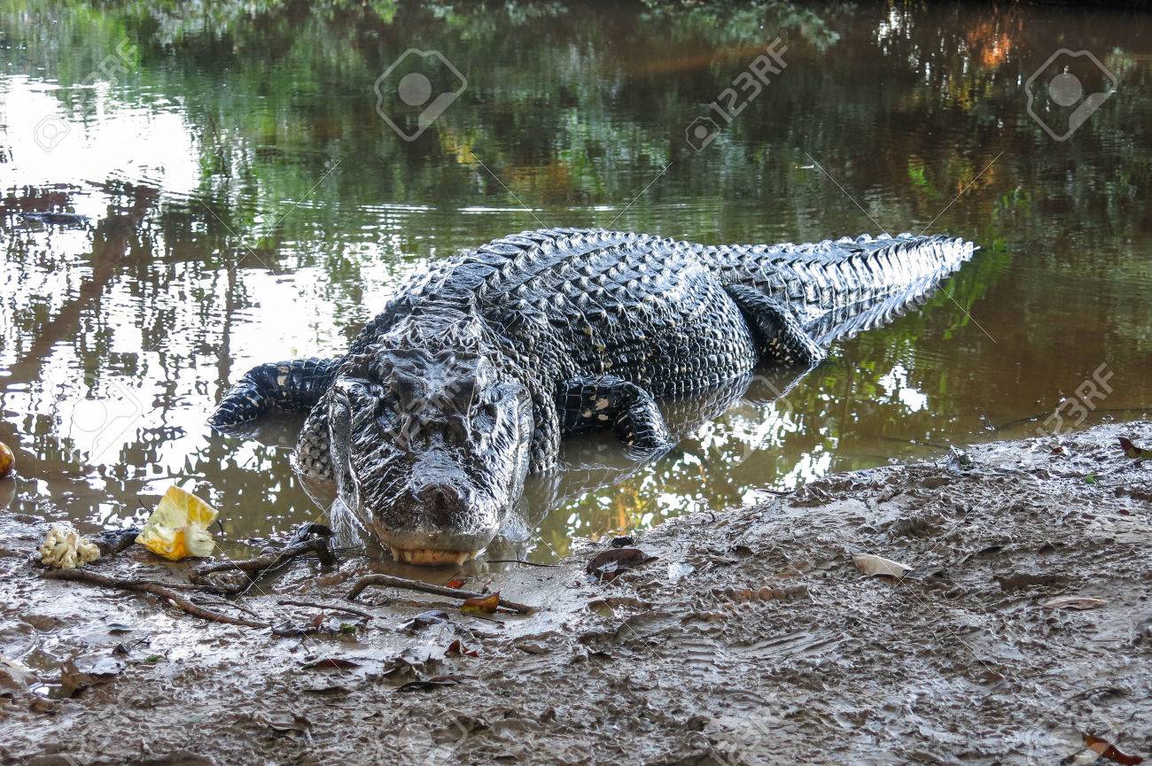 ボリビアのマディディ国立公園でカイマン Caimaninae の写真素材 画像素材 Image 4138 ボリビアのマディディ国立公園でカイマン Caimaninae の写真素材 画像素材 Image 4138