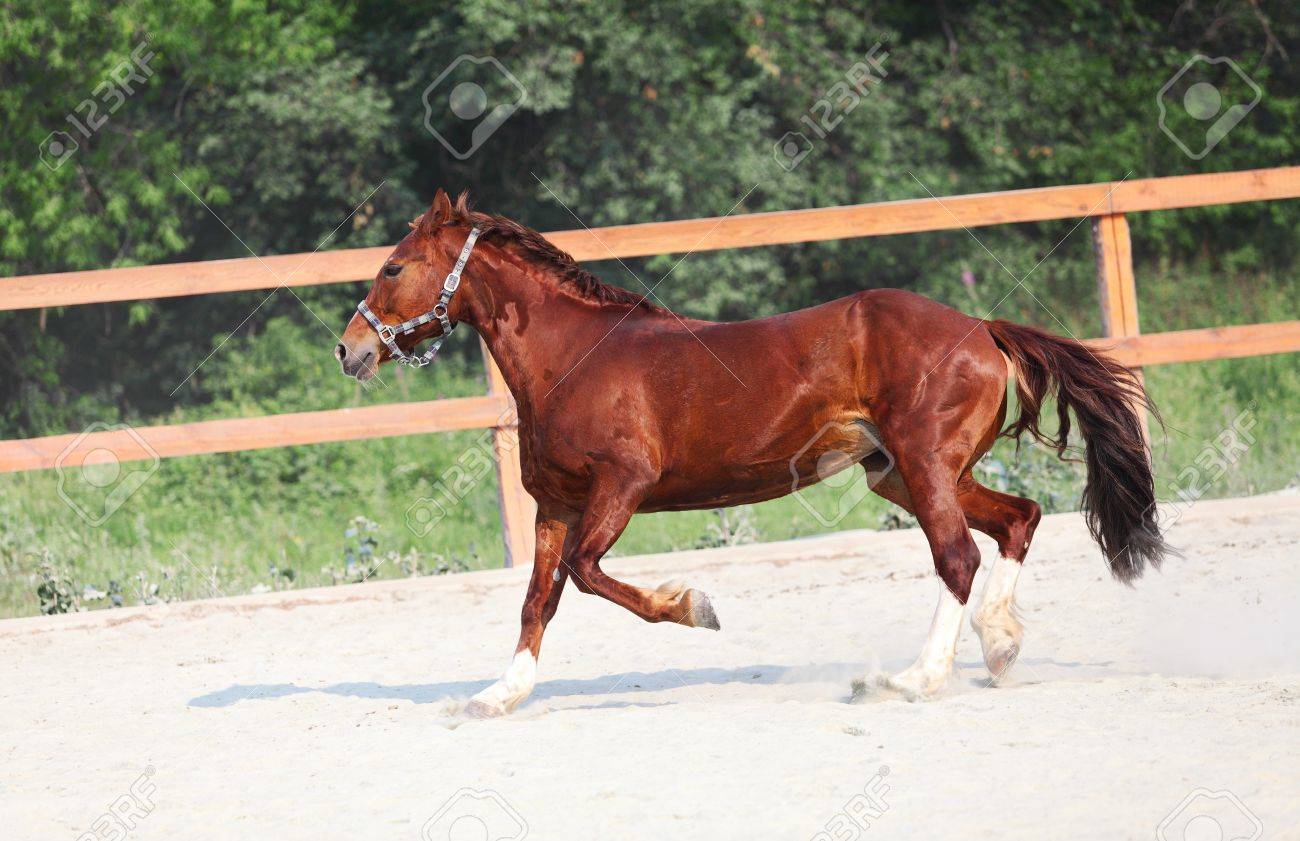 Running Red Horse On Farm Outdoors Stock Photo Picture And Royalty Free Image Image