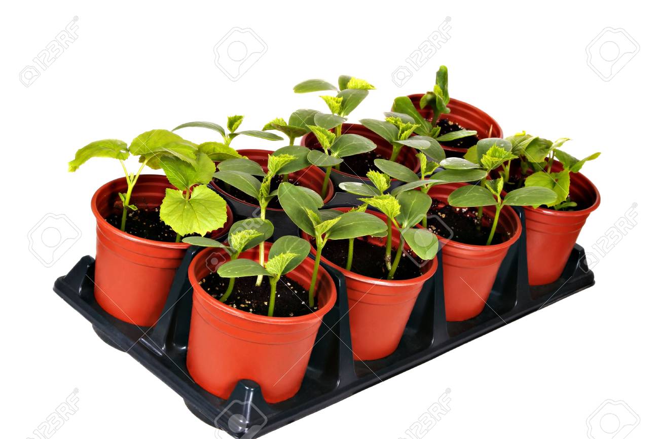 分離した野菜育苗ポット の写真素材 画像素材 Image